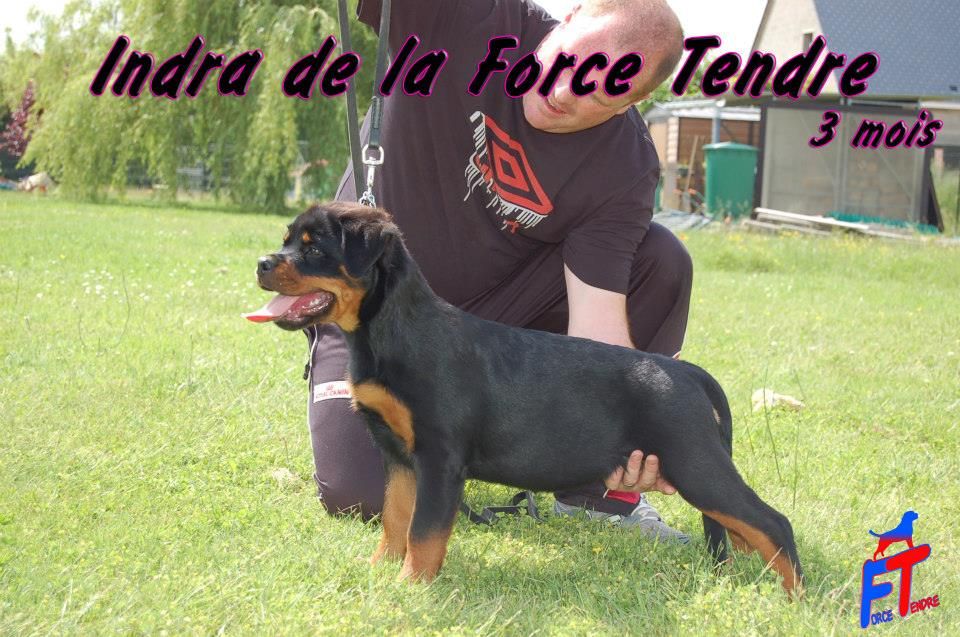 Indra de la force tendre