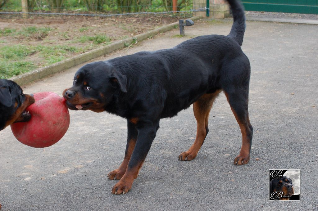 Marley vom Haus Metzgerhund