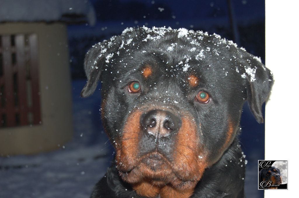 Marley vom Haus Metzgerhund