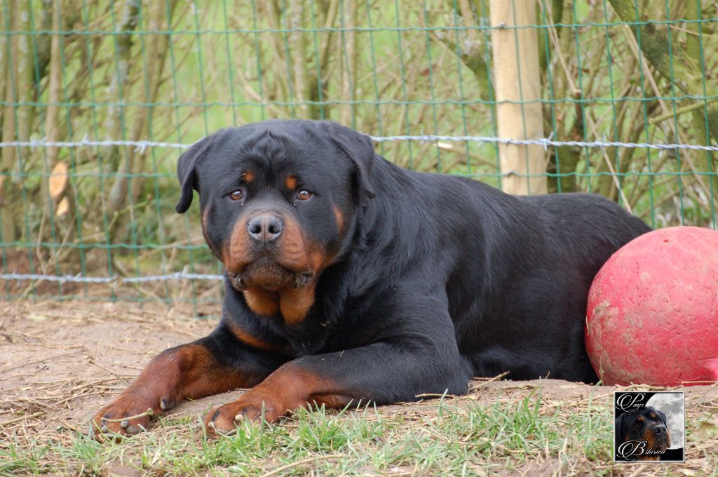 Marley vom Haus Metzgerhund