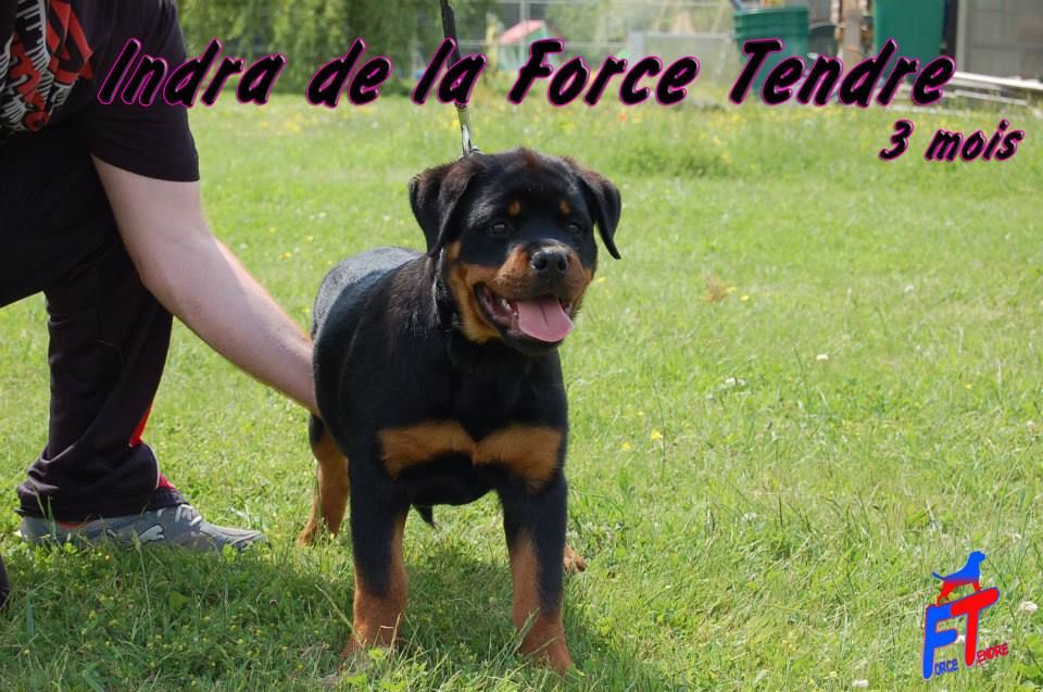 Indra de la force tendre