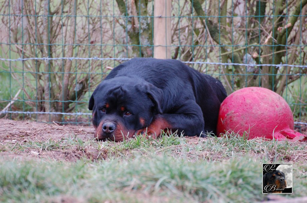 Marley vom Haus Metzgerhund