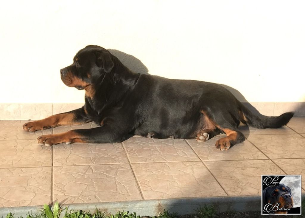 Liana von der wharen kraft 2015-2025